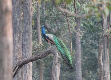 Kanha The Golden Nilgiri Jungle Resort 10