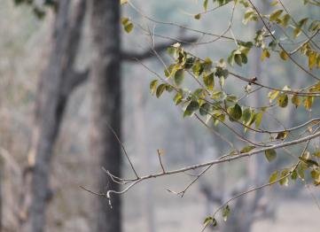 Kanha The Golden Nilgiri Jungle Resort 11