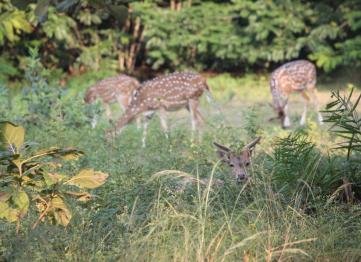 Kanha The Golden Nilgiri Jungle Resort 13