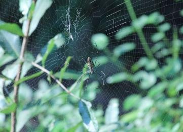 Kanha The Golden Nilgiri Jungle Resort 14