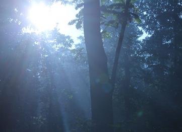 Kanha The Golden Nilgiri Jungle Resort 15