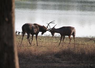 Kanha The Golden Nilgiri Jungle Resort 17