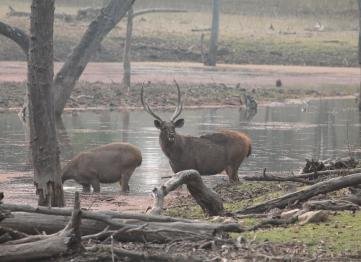 Kanha The Golden Nilgiri Jungle Resort 20