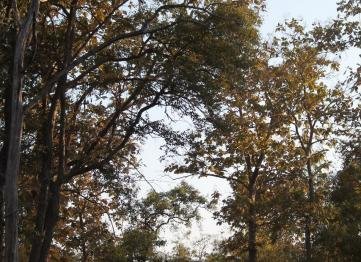 Kanha The Golden Nilgiri Jungle Resort 2