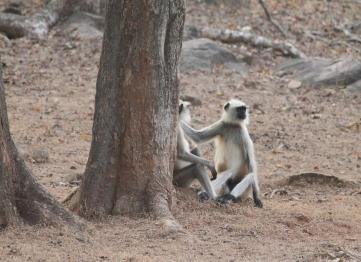 Kanha The Golden Nilgiri Jungle Resort 3