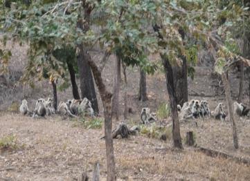 Kanha The Golden Nilgiri Jungle Resort 4