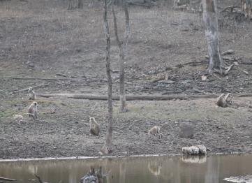 Kanha The Golden Nilgiri Jungle Resort 6